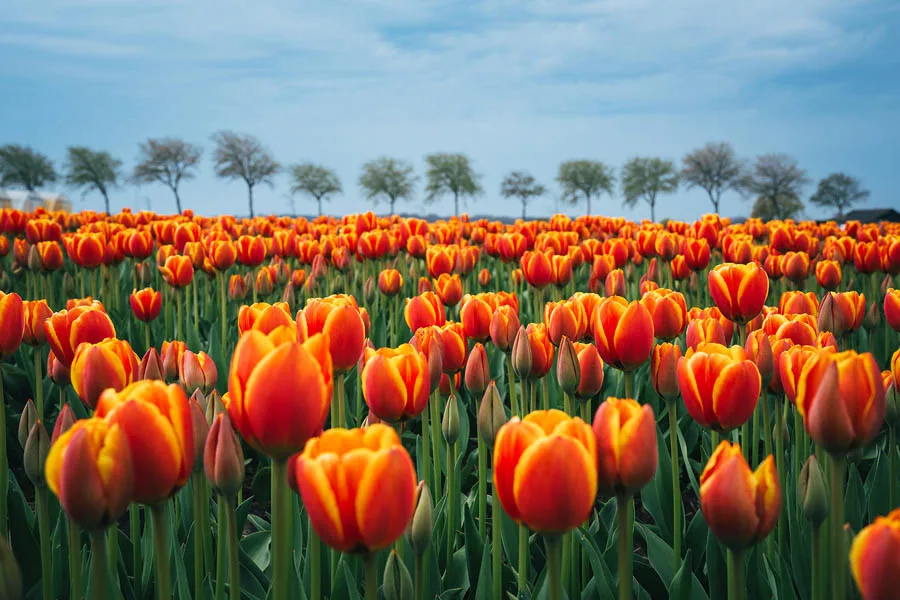To nejlepší z Nizozemska - květinový park Keukenhof a Amsterdam - fotografie 8