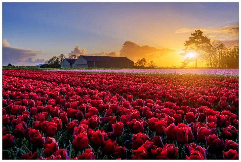 To nejlepší z Nizozemska - květinový park Keukenhof a Amsterdam - fotografie 3